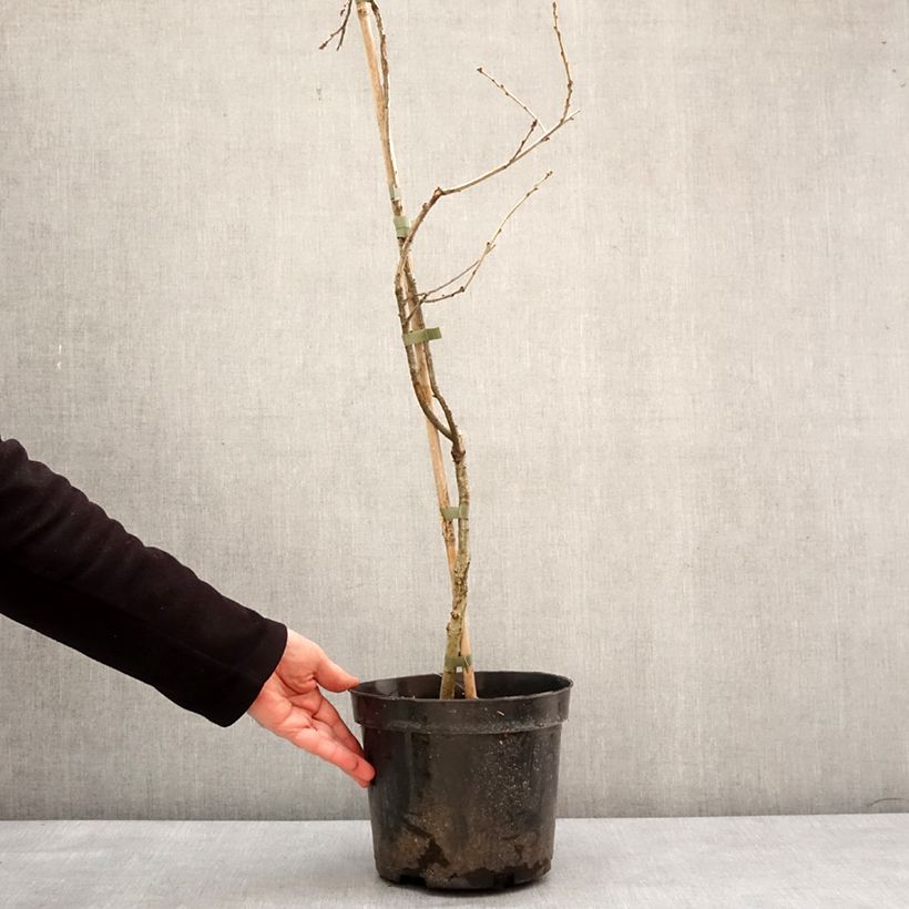 Example of Chêne pédonculé - Quercus robur Miky Pot van 4 l/5 l as you get in hiver