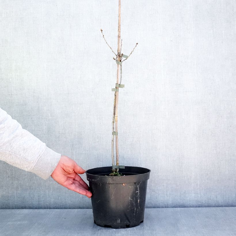 Exemplaar van Quercus robur Miky - Zomereik Pot van 4 l/5 l zoals geleverd in de lente