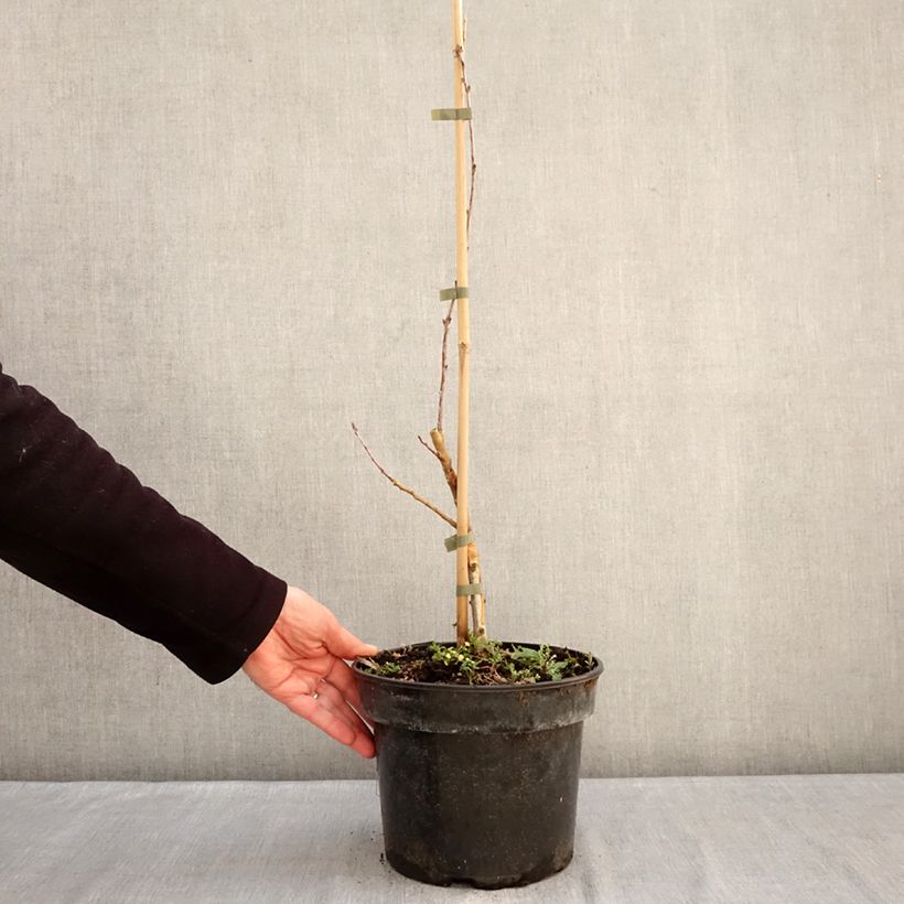 Example of Chêne pédonculé - Quercus robur Posnania Pot van 4 l/5 l as you get in hiver