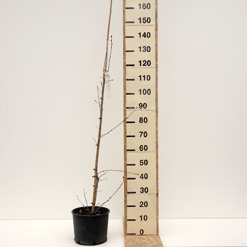 Example of Chêne pédonculé - Quercus robur1 Pot van 7,5 l/10 l as you get in hiver