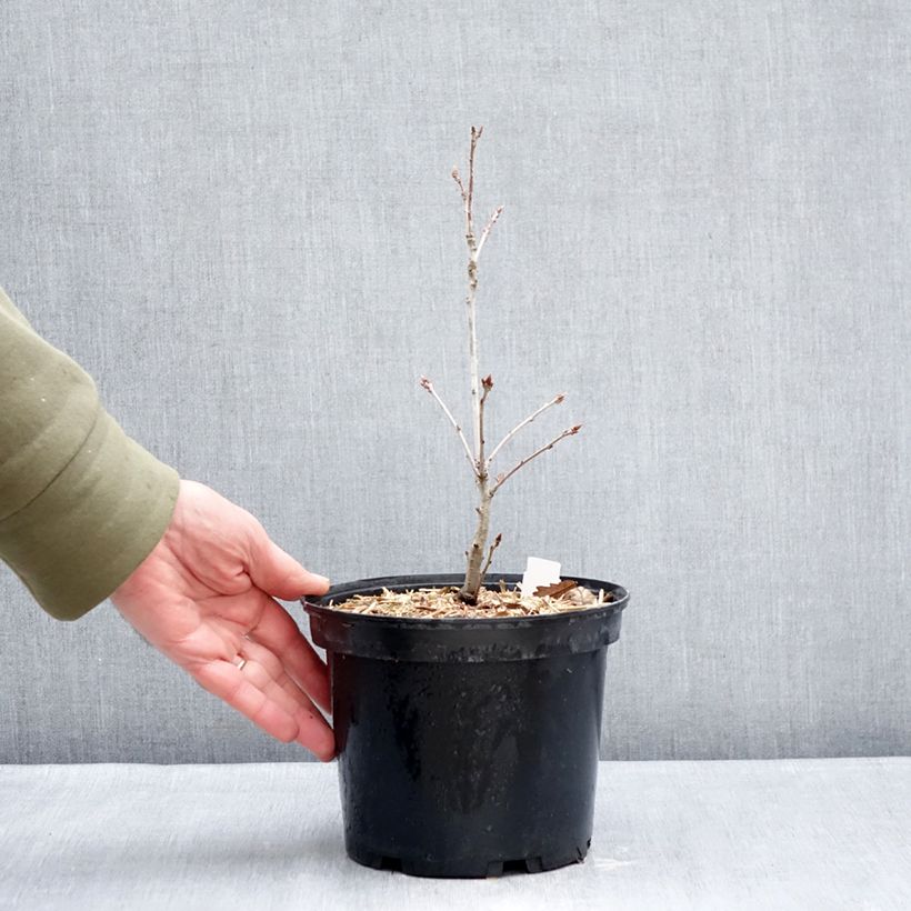 Example of Chêne rouvre - Quercus petraea Pot van 2 l/3 l as you get in hiver