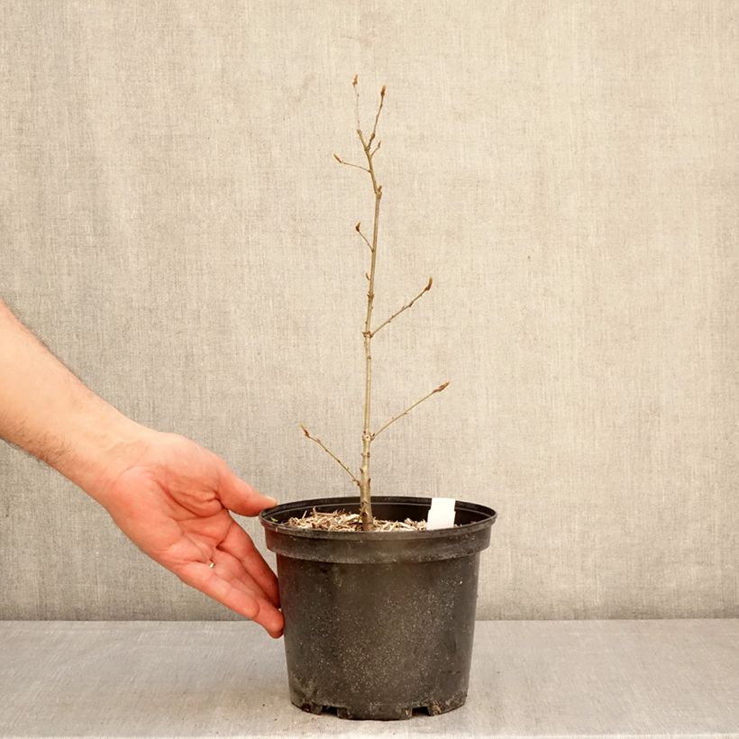Exemplaar van Quercus petraea - Wintereik Pot van 2 l/3 l zoals geleverd in de lente