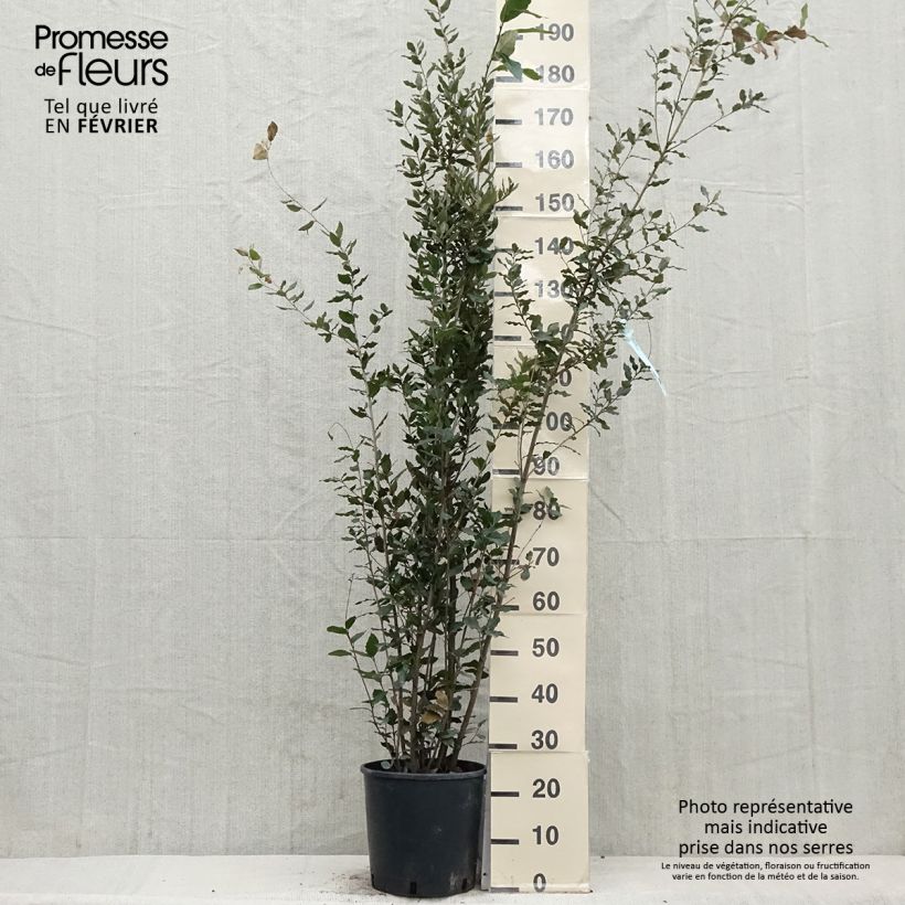 Example of Quercus ilex - Steeneik Pot van 7,5 l/10 l as you get in hiver