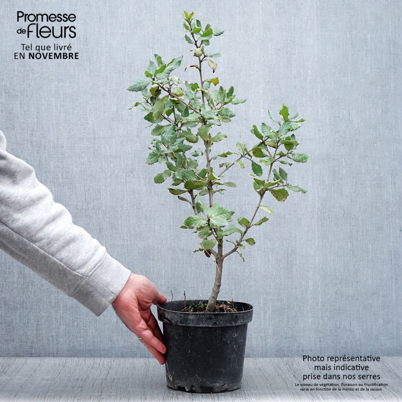 Exemplaar van Quercus ilex - Steeneik Pot van 3 l/4 l, Struik zoals geleverd in de herfst