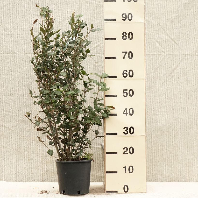 Exemplaar van Quercus ilex - Steeneik Pot van 3 l/4 l, Struik zoals geleverd in de lente
