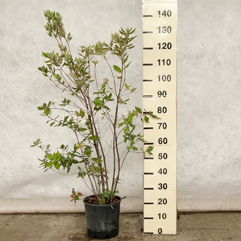Exemplaar van Quercus ilex - Steeneik Pot van 6 l/7 l, Struik zoals geleverd in de zomer