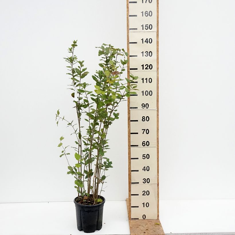 Exemplaar van Quercus ilex - Steeneik Pot van 7,5 l/10 l zoals geleverd in de herfst