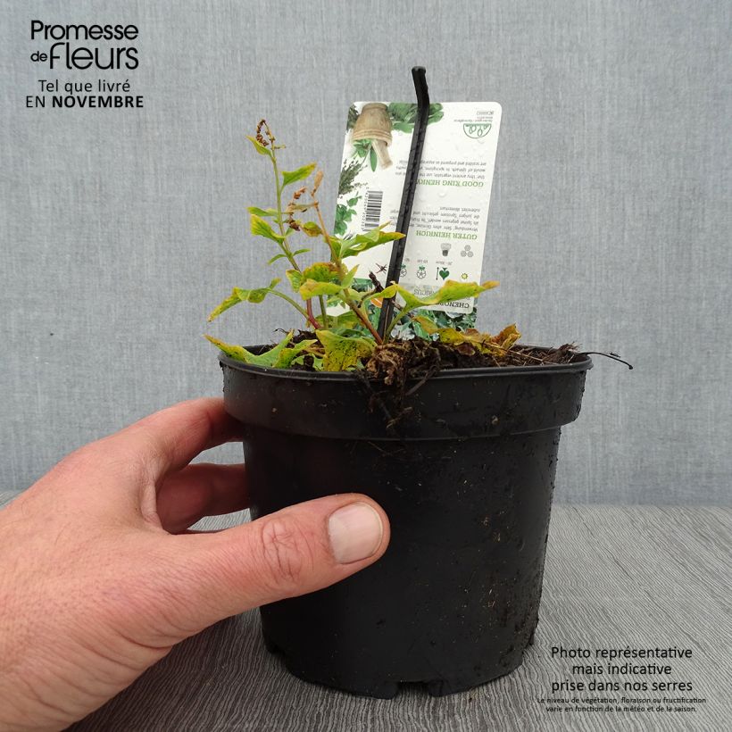Exemplaar van Brave hendrik - Chenopodium bonus-henricus (jonge planten) Kweekpotje van 8/9 cm zoals geleverd in de herfst