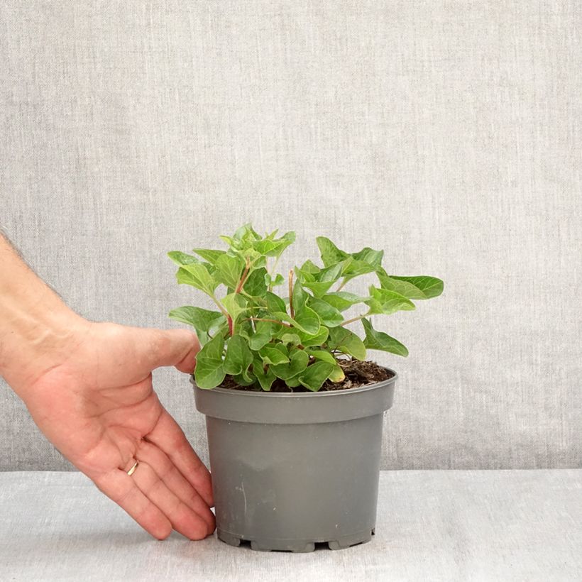 Exemplaar van Brave hendrik - Chenopodium bonus-henricus (jonge planten) Kweekpotje van 8/9 cm zoals geleverd in de zomer