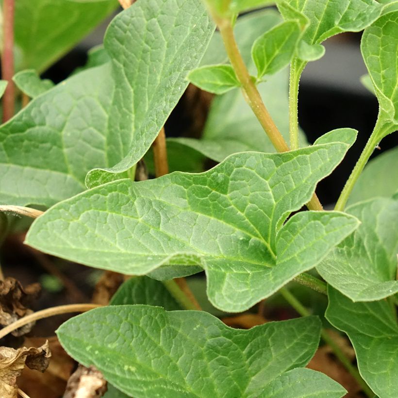 Brave hendrik - Chenopodium bonus-henricus (jonge planten) (Blad)