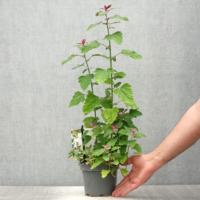 Exemplaar van Boomspinazie - Chenopodium giganteum Pot van 1,5 l/2 l zoals geleverd in de zomer