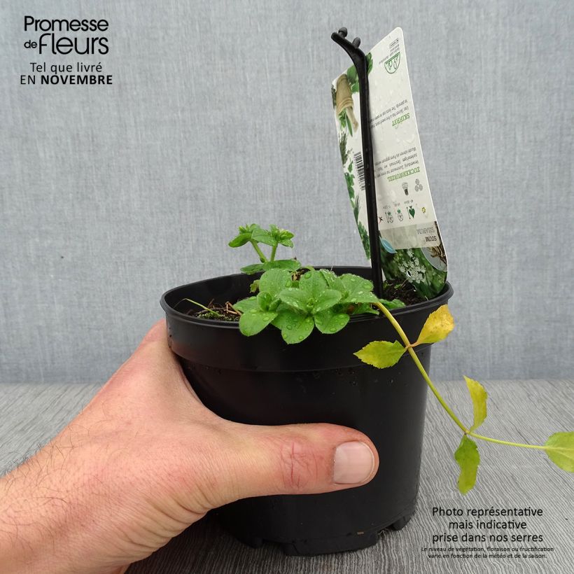 Exemplaar van Chervis - Sium sisarum Pot de 1,5L/2L zoals geleverd in de herfst