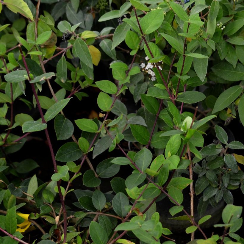 Lonicera fragrantissima - Winterkamperfoelie (Foliage)