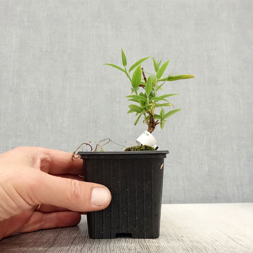 Exemplaar van Lonicera henryi - Henry-kamperfoelie Kweekpotje van 8/9 cm zoals geleverd in de lente