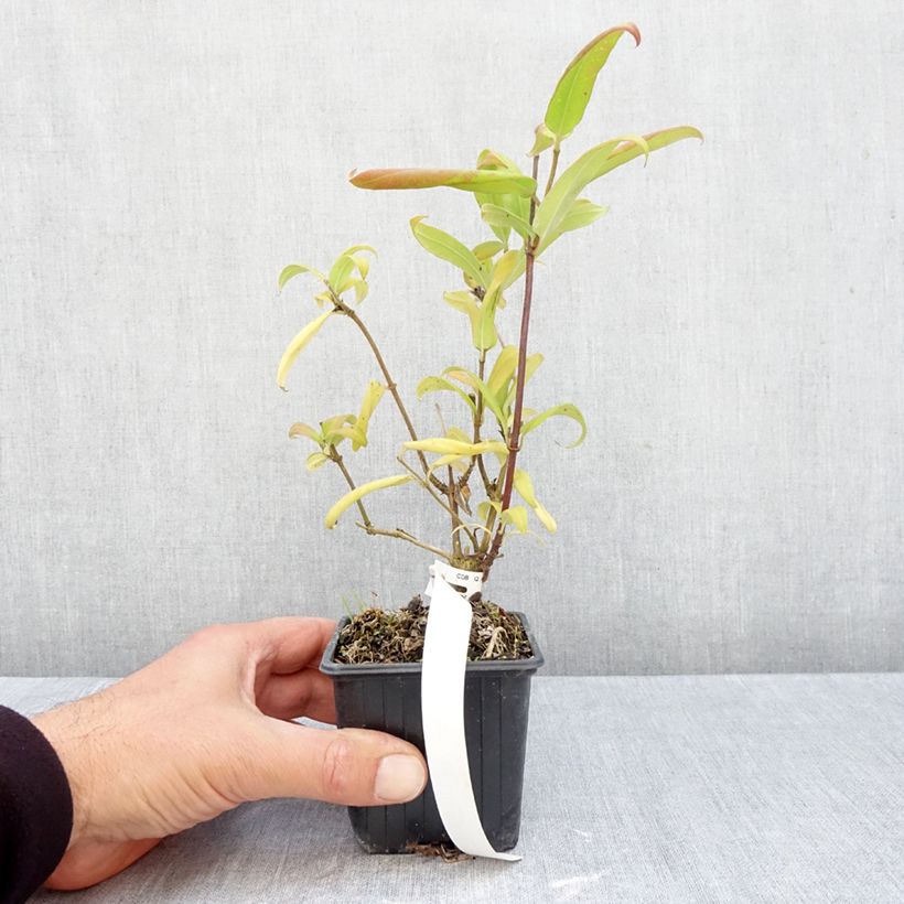 Exemplaar van Lonicera henryi - Henry-kamperfoelie Kweekpotje van 8/9 cm zoals geleverd in de herfst