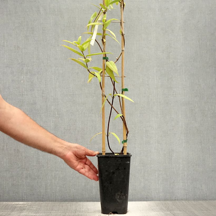 Exemplaar van Lonicera henryi - Henry-kamperfoelie Pot van 2 l/3 l zoals geleverd in de zomer