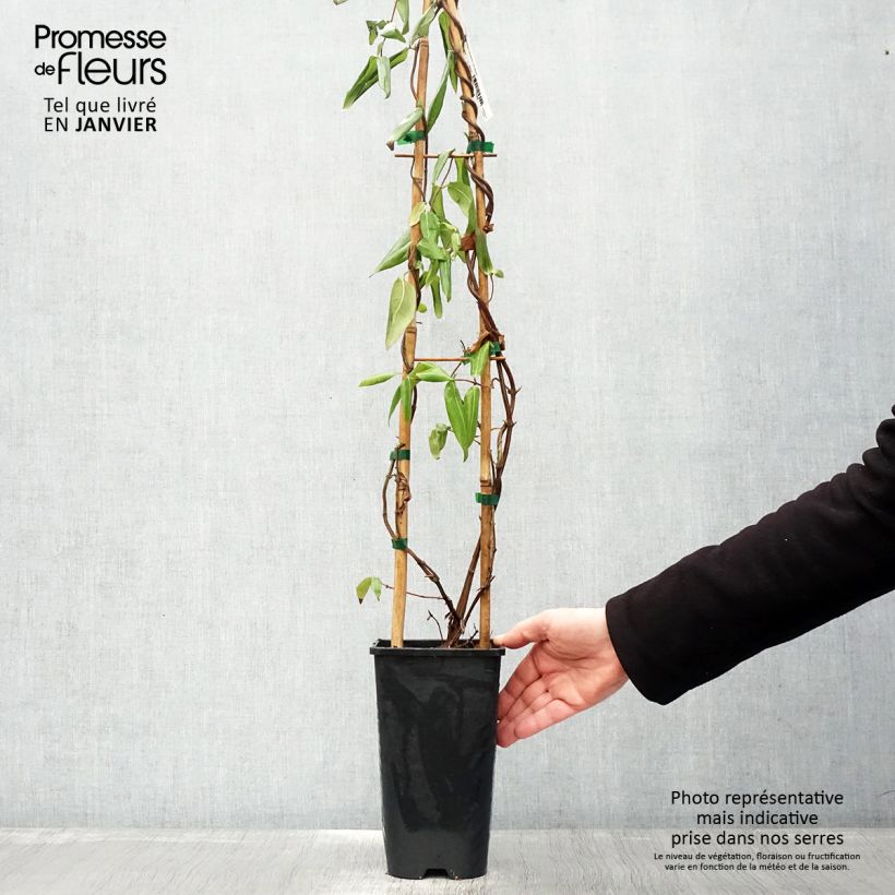 Example of Chèvrefeuille de Henry - Lonicera henryi Pot van 2 l/3 l as you get in hiver