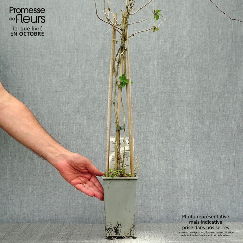 Exemplaar van Lonicera tellmaniana - Kamperfoelie Pot van 2 l/3 l zoals geleverd in de herfst