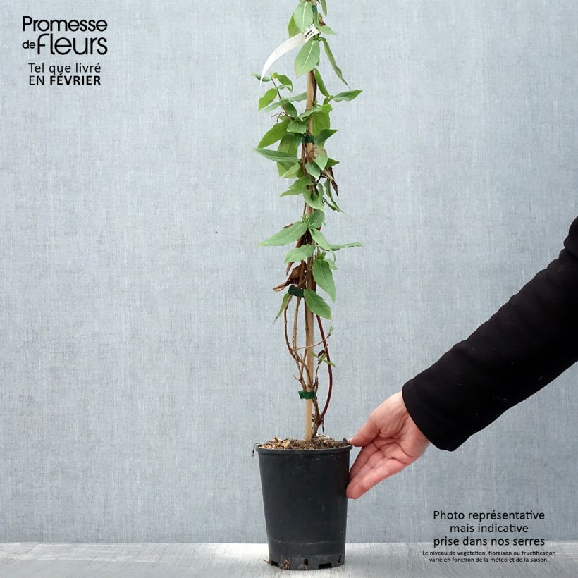 Example of Chèvrefeuille des bois Caprilia Ever Pot van 2 l/3 l as you get in hiver