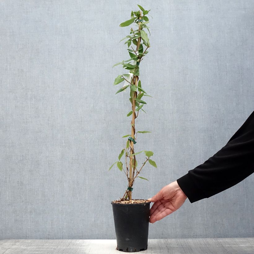 Exemplaar van Lonicera periclymenum Caprilia Ever - Wilde kamperfoelie Pot van 2 l/3 l zoals geleverd in de lente