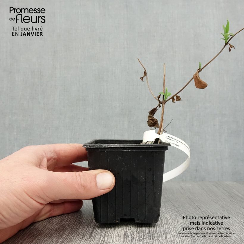 Example of Chèvrefeuille des Bois Graham Thomas Kweekpotje van 8/9 cm as you get in hiver