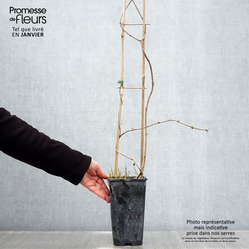 Example of Chèvrefeuille des Bois Graham Thomas Pot van 2 l/3 l as you get in hiver