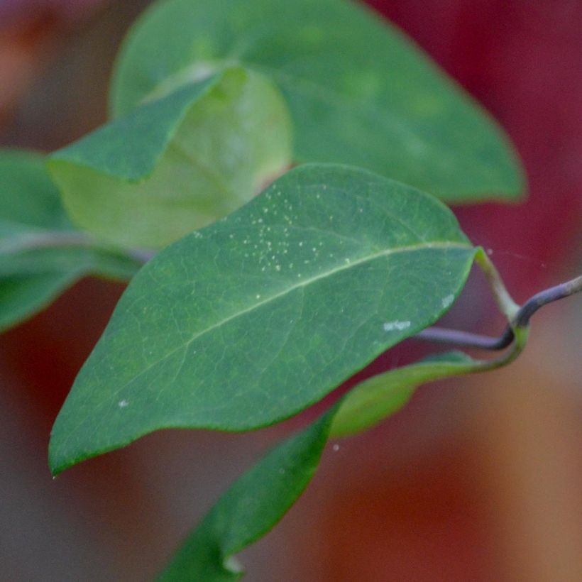Lonicera periclymenum Serotina - Wilde kamperfoelie (Foliage)
