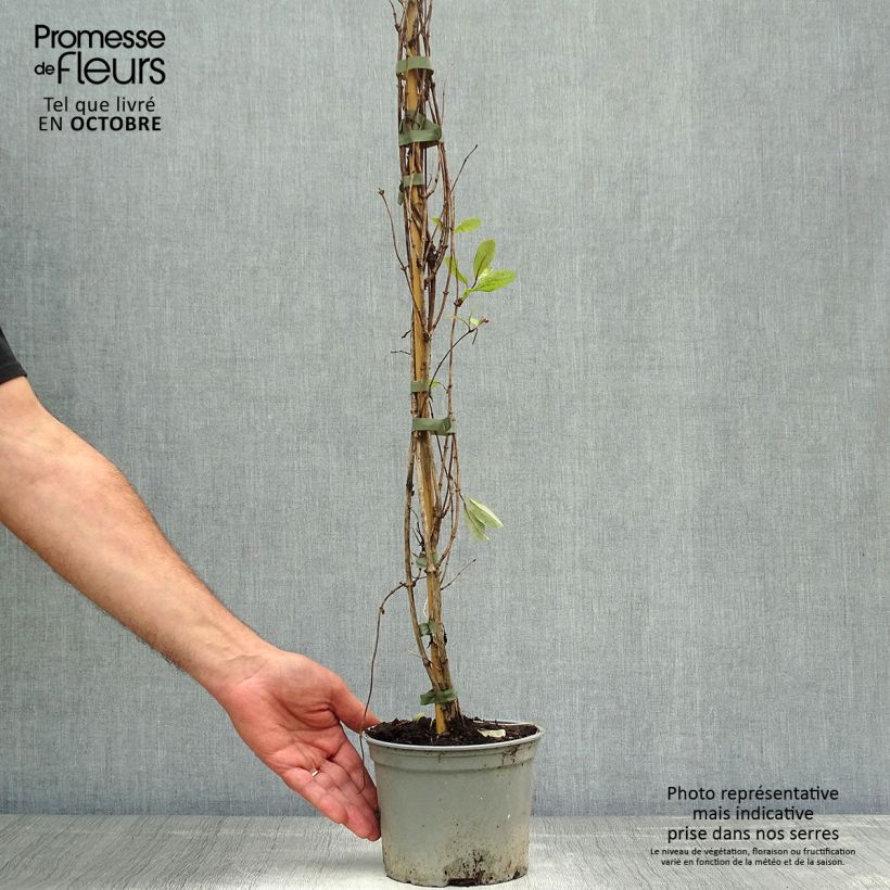 Exemplaar van Lonicera periclymenum Serotina - Wilde kamperfoelie Pot van 2 l/3 l zoals geleverd in de herfst