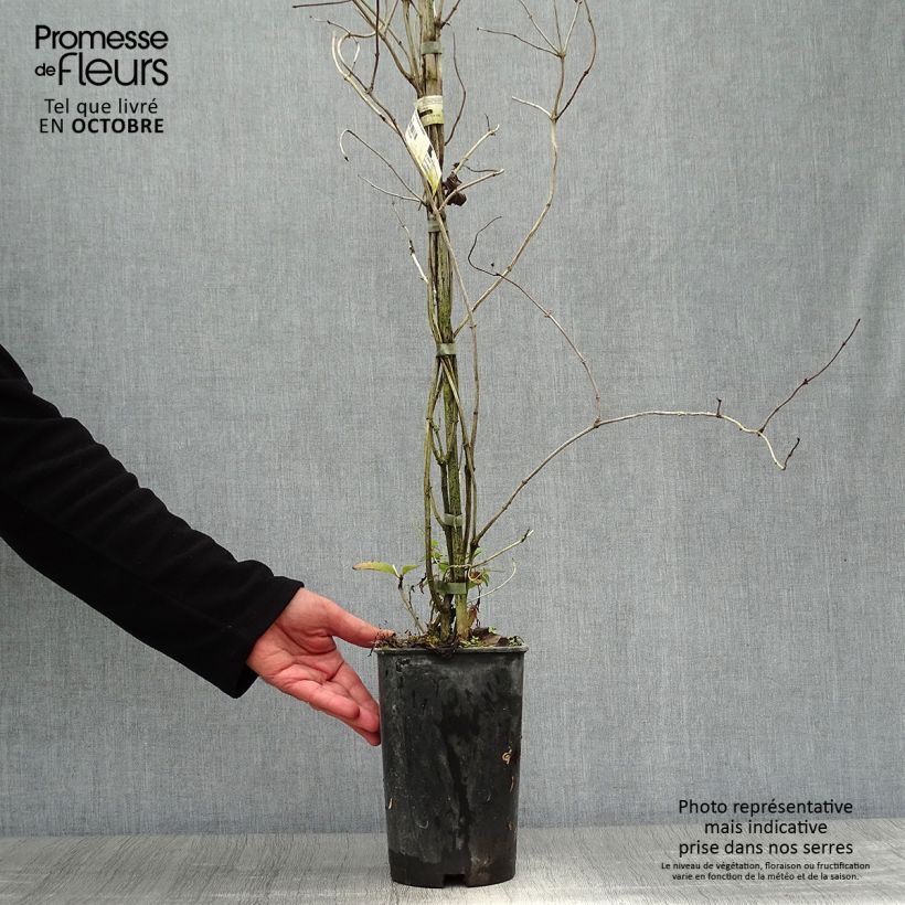 Exemplaar van Lonicera brownii Dropmore Scarlet - Kamperfoelie Pot van 2 l/3 l zoals geleverd in de herfst