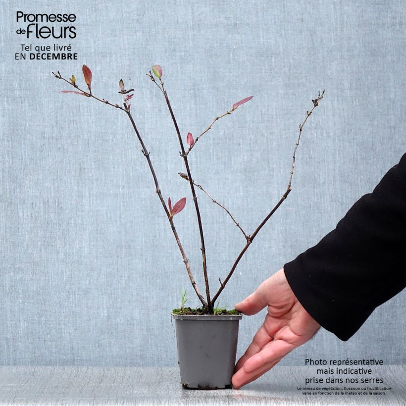 Exemplaar van Lonicera japonica Dart's Acumen - Japanse kamperfoelie Kweekpotje van 8/9 cm zoals geleverd in de herfst