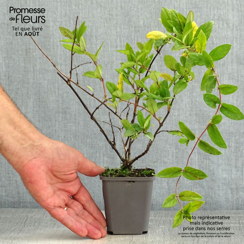 Exemplaar van Lonicera japonica Dart's Acumen - Japanse kamperfoelie Kweekpotje van 8/9 cm zoals geleverd in de zomer