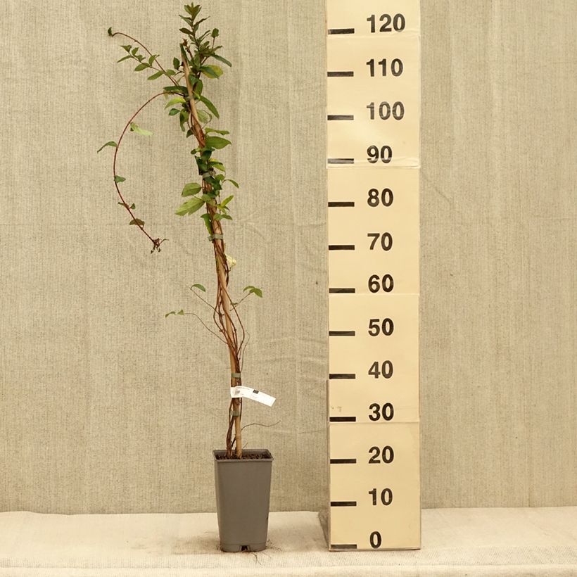 Exemplaar van Lonicera japonica Darts World - Japanse kamperfoelie Pot van 3 l/4 l zoals geleverd in de herfst