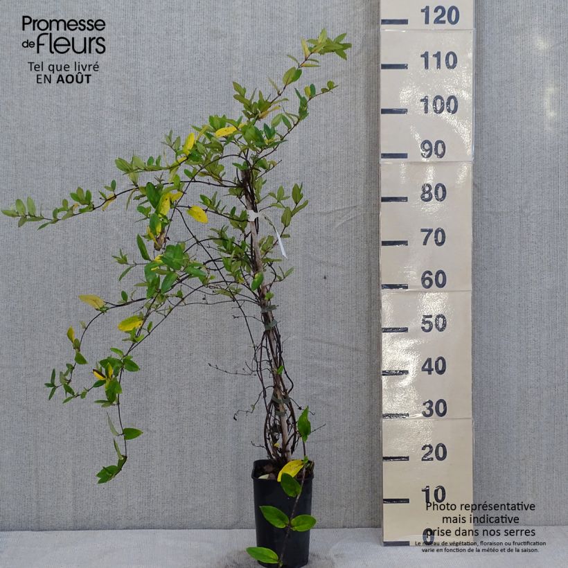 Exemplaar van Lonicera japonica Darts World - Japanse kamperfoelie Pot van 3 l/4 l zoals geleverd in de zomer