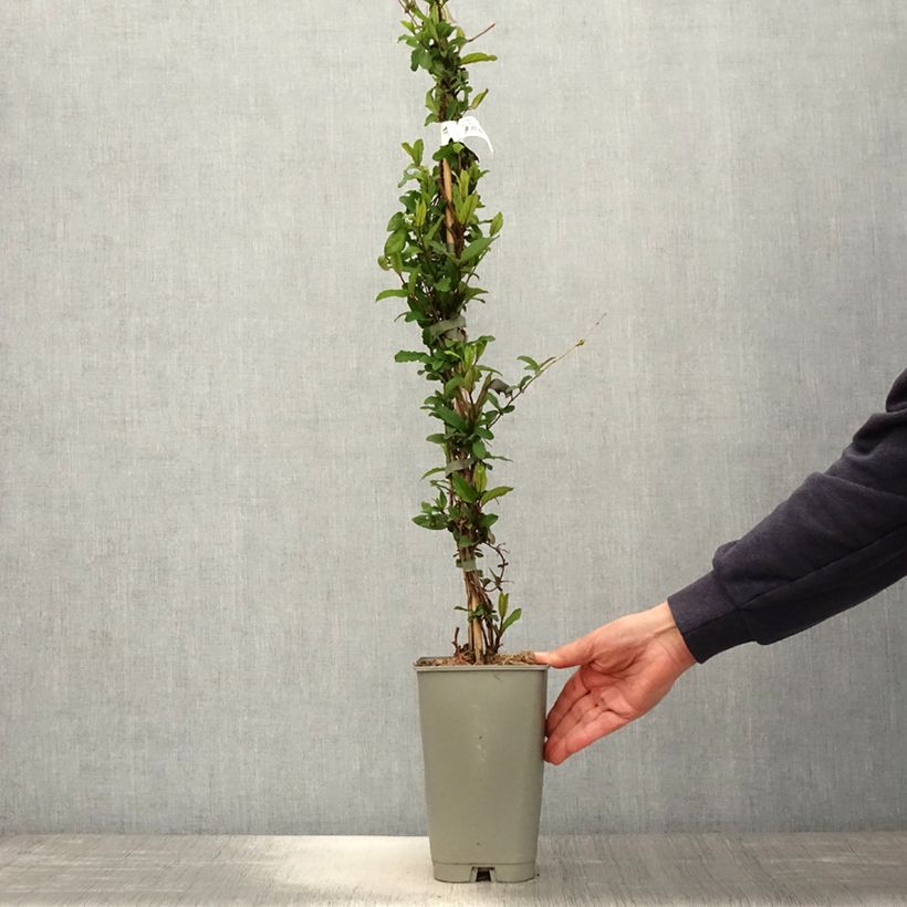 Exemplaar van Lonicera japonica Darts World - Japanse kamperfoelie Pot van 3 l/4 l zoals geleverd in de lente