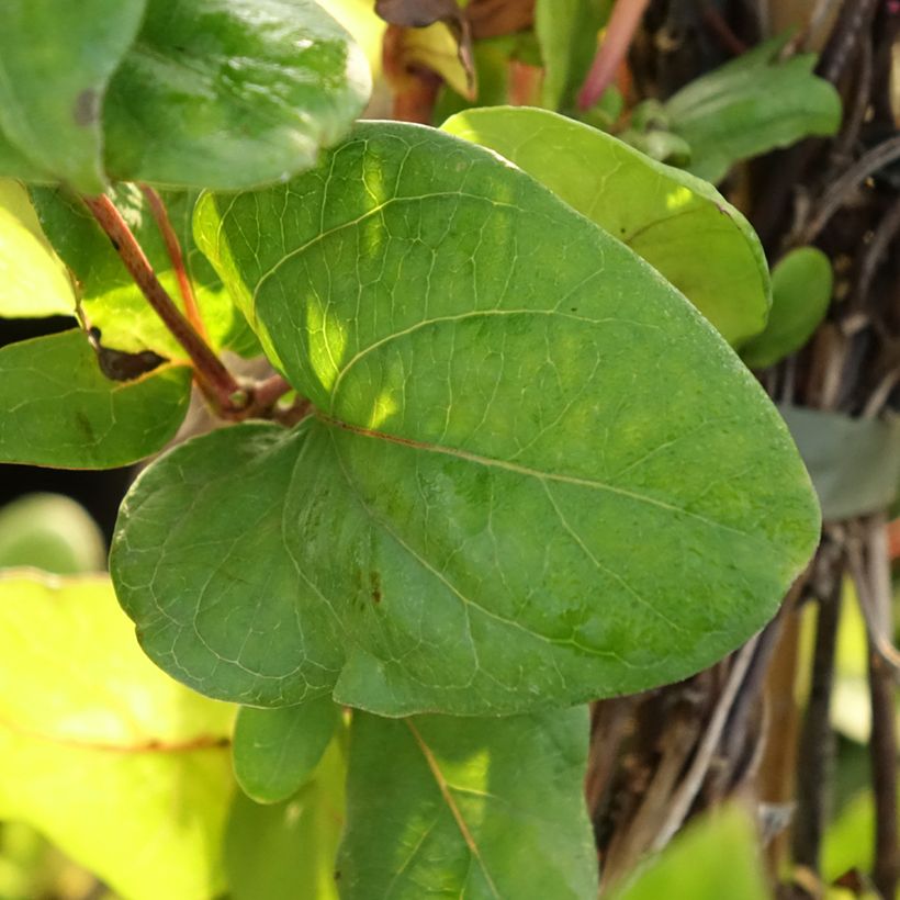 Lonicera japonica Darts World - Japanse kamperfoelie (Blad)