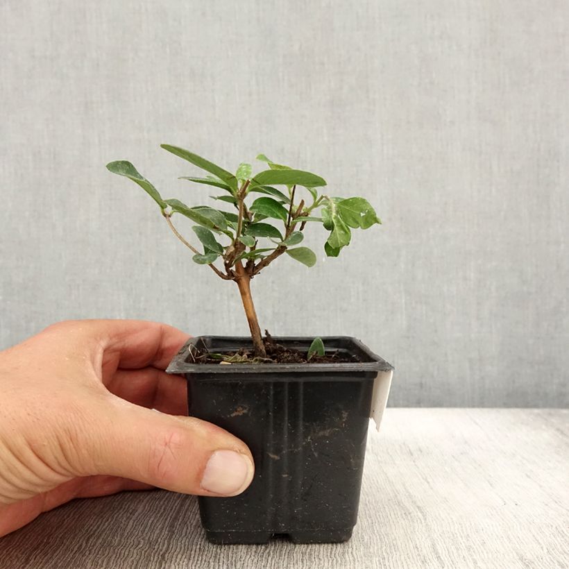 Exemplaar van Lonicera japonica Hall's Prolific - Japanse kamperfoelie Kweekpotje van 8/9 cm zoals geleverd in de herfst