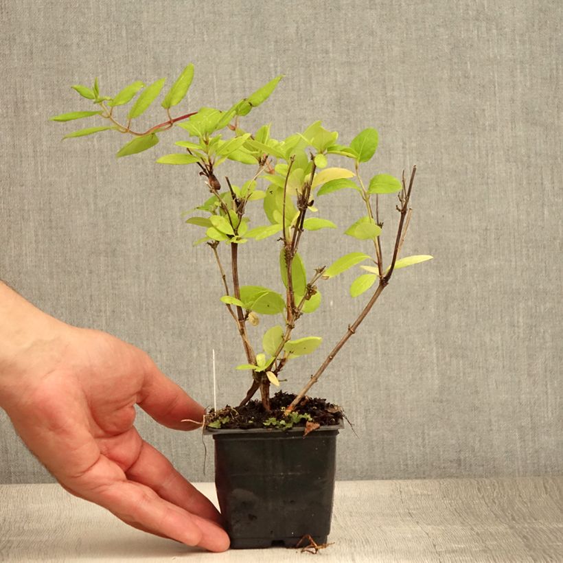Exemplaar van Lonicera japonica Hall's Prolific - Japanse kamperfoelie Kweekpotje van 8/9 cm zoals geleverd in de zomer