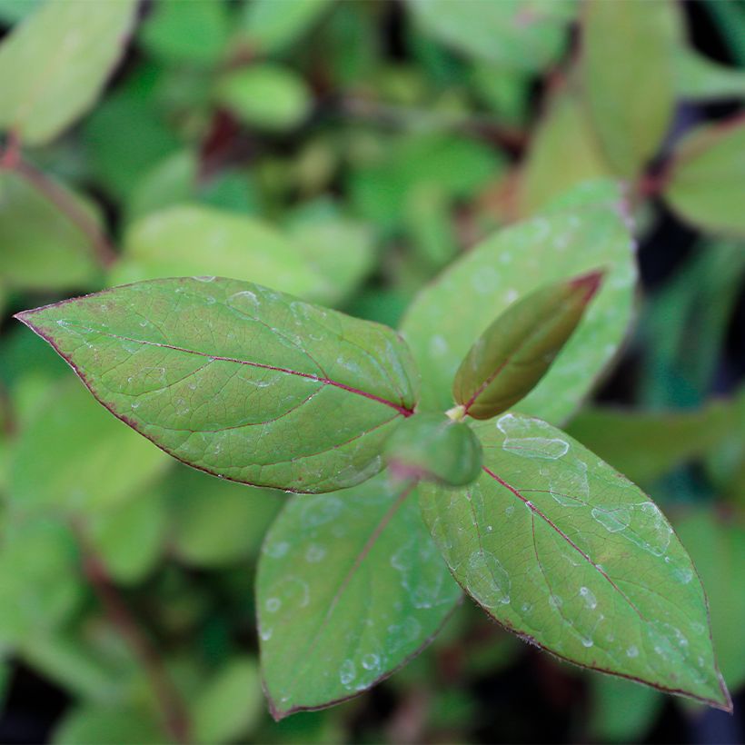 Lonicera japonica Sinensis - Japanse kamperfoelie (Blad)