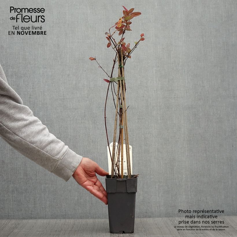 Exemplaar van Lonicera japonica Red World - Japanse kamperfoelie Pot van 2 l/3 l zoals geleverd in de herfst