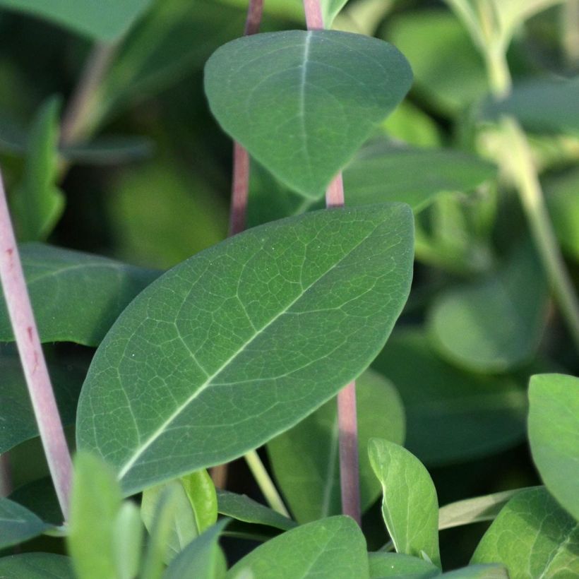 Lonicera Gold Flame - Kamperfoelie (Foliage)