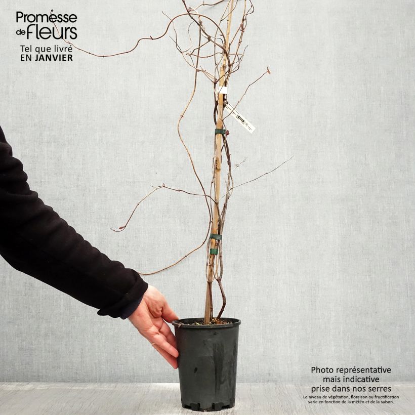 Example of Lonicera Gold Flame - Kamperfoelie Pot van 2 l/3 l as you get in hiver