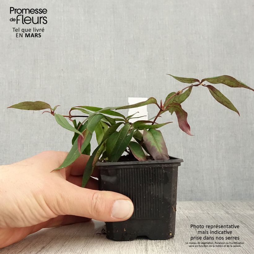 Exemplaar van Lonicera henryi Marinella - Henry-kamperfoelie Kweekpotje van 8/9 cm zoals geleverd in de lente