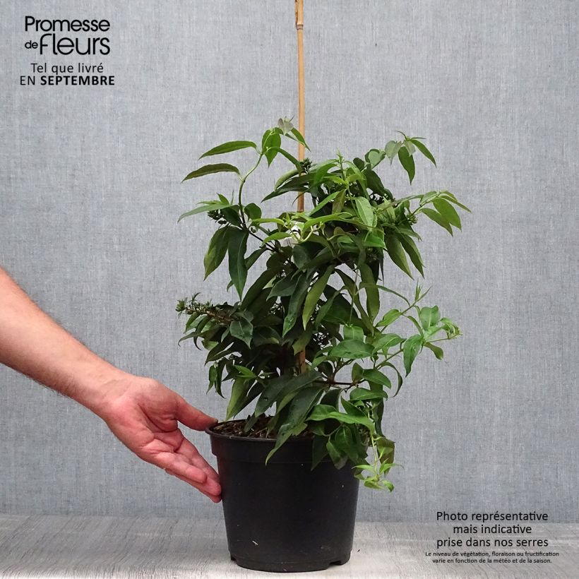 Exemplaar van Lonicera henryi Marinella - Henry-kamperfoelie Pot van 4 l/5 l zoals geleverd in de herfst