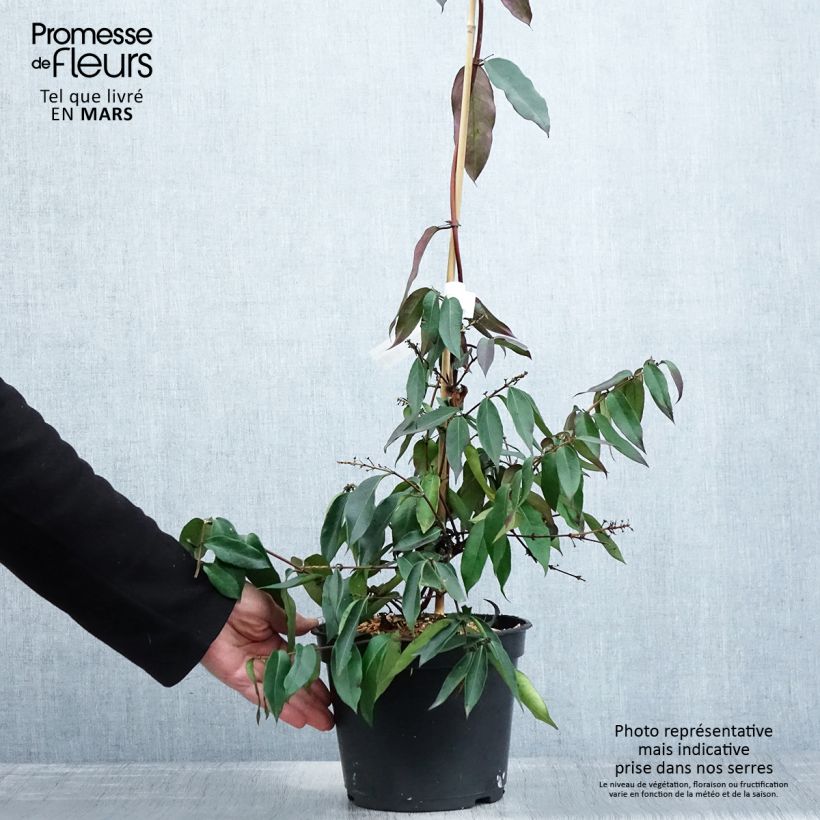 Exemplaar van Lonicera henryi Marinella - Henry-kamperfoelie Pot van 4 l/5 l zoals geleverd in de lente