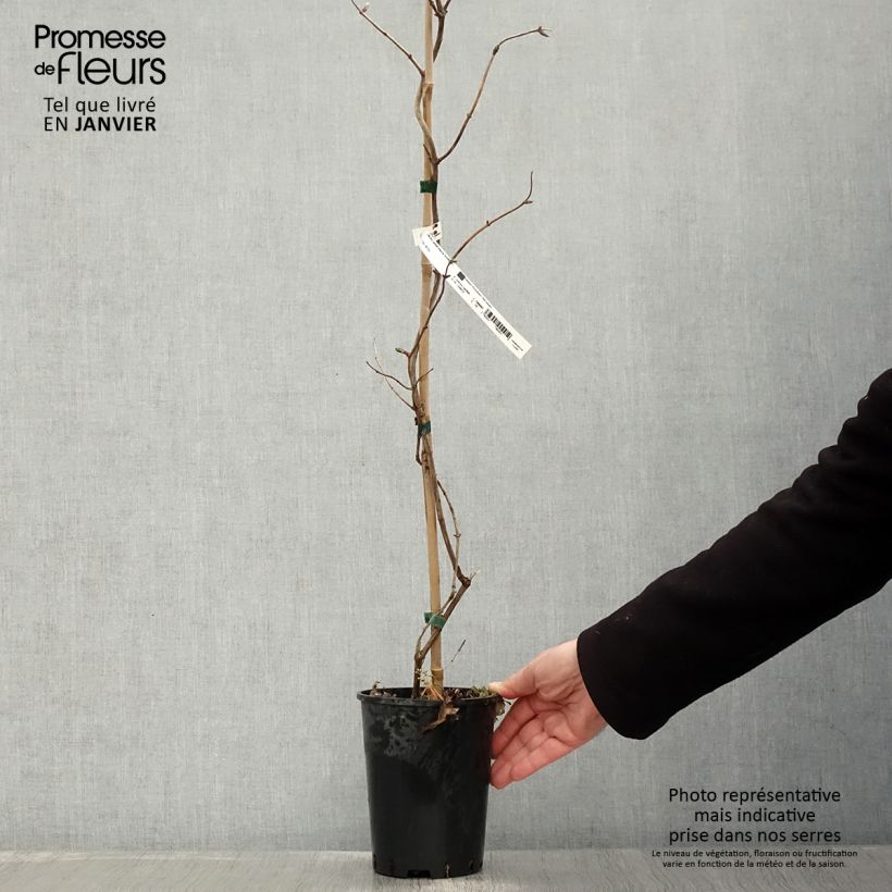 Example of Chèvrefeuille - Lonicera Caprilia Impérial cov Pot van 2 l/3 l as you get in hiver