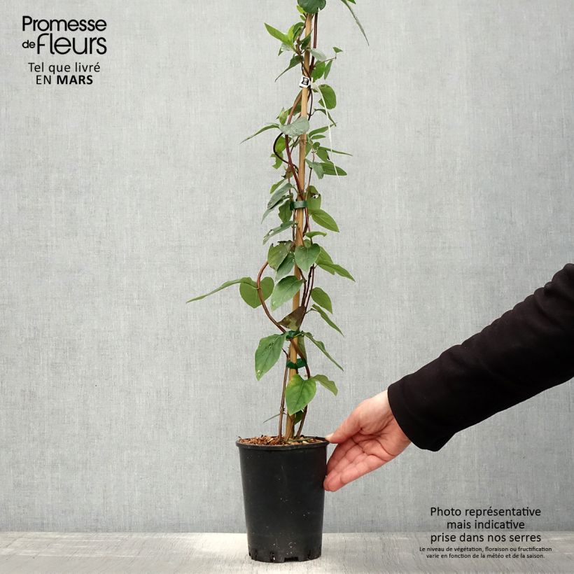 Exemplaar van Lonicera similis var. delavayi - Kamperfoelie Pot van 2 l/3 l zoals geleverd in de lente