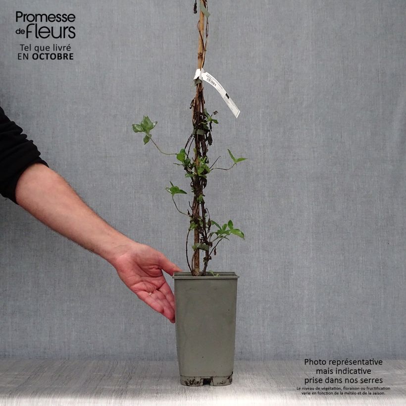 Exemplaar van Lonicera heckrotii American Beauty - Kamperfoelie Pot van 1,5 l/2 l zoals geleverd in de herfst