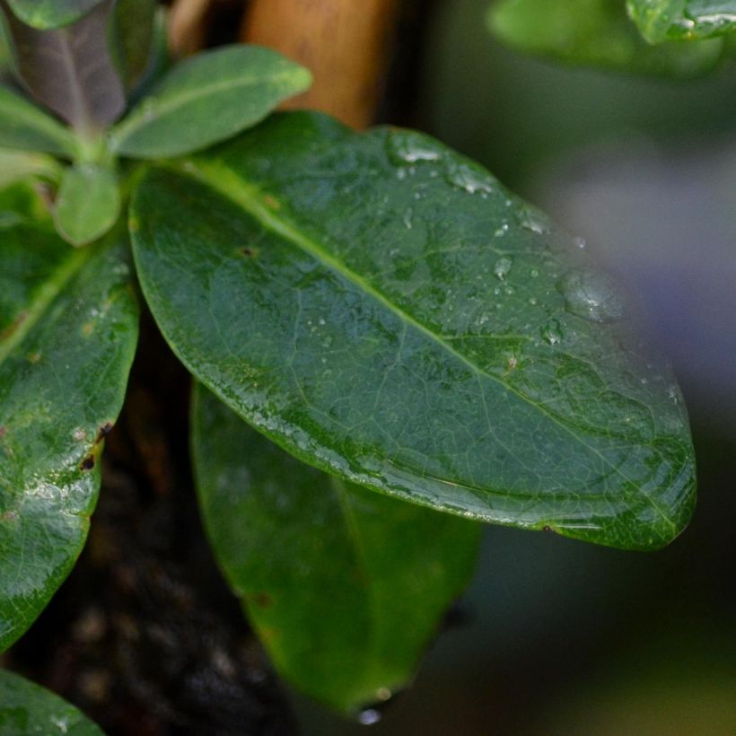 Lonicera periclymenum Fragrant Cloud - Wilde kamperfoelie (Blad)