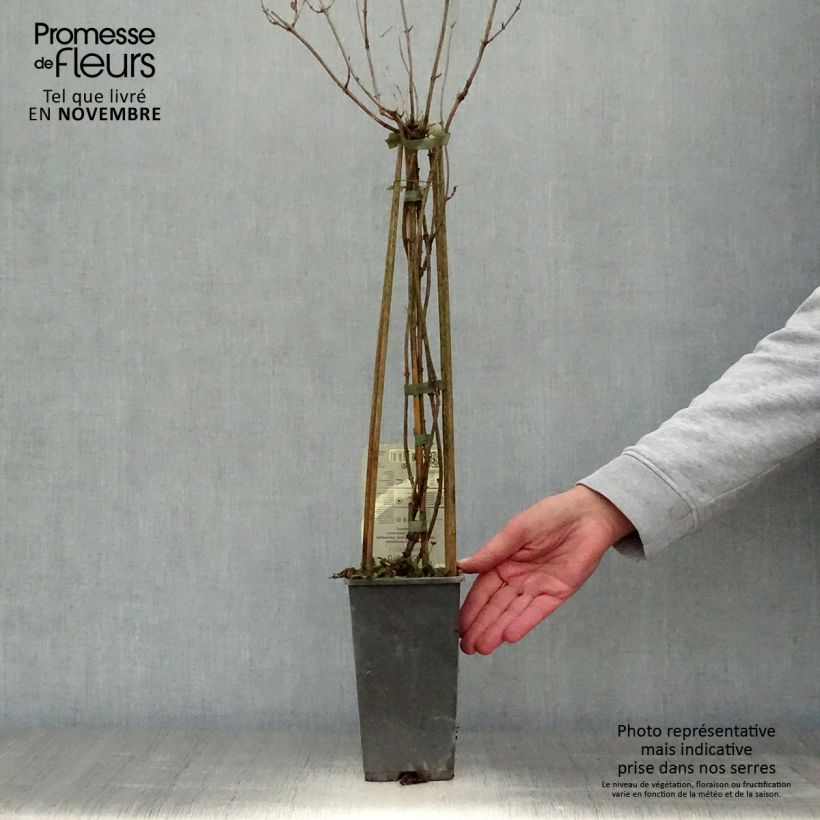 Exemplaar van Chèvrefeuille - Lonicera periclymenum Belgica Pot de 1,5L/2L zoals geleverd in de herfst