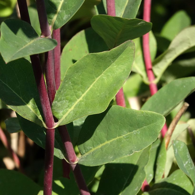 Lonicera periclymenum Belgica - Wilde kamperfoelie (Blad)